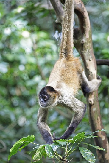 Central American Spider Monkey or Geoffroy's Spider Monkey (Ateles geoffroyi)