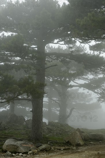 Trees in the fog on the Col del Bavella