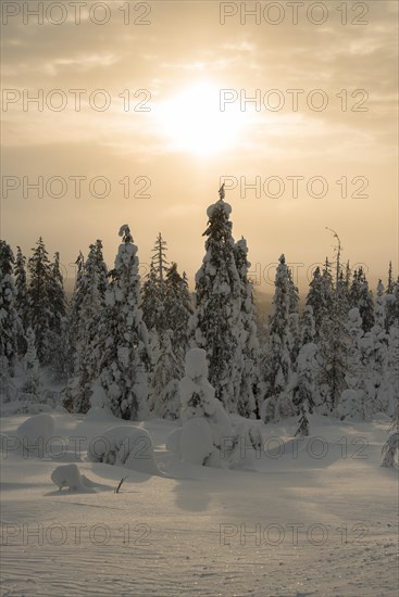 Snow-covered spruces