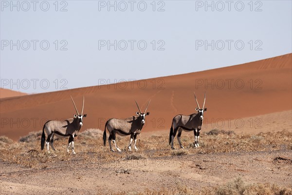 Gemsboks or Gemsbucks (Oryx gazella) in the Hiddenvlei