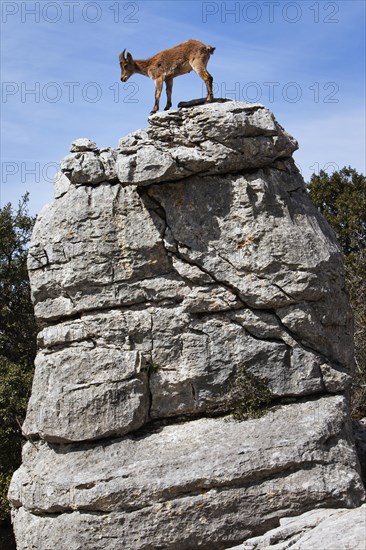 Iberian Ibex (Capra pyrenaica) in the Karst mountains