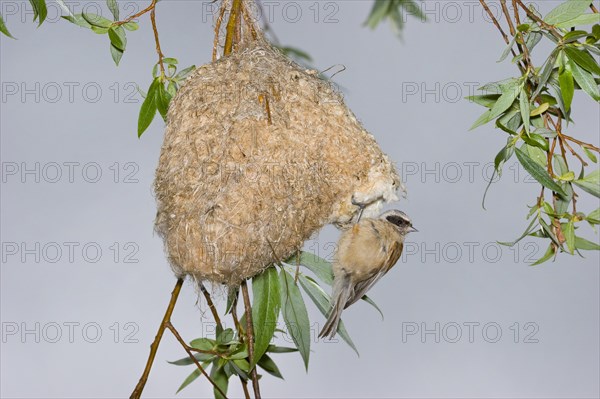 Eurasian Penduline Tit (Remiz pendulinus) on the nest