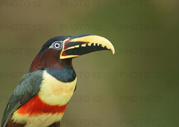 Chestnut-eared aracari (Pteroglossus castanotis)