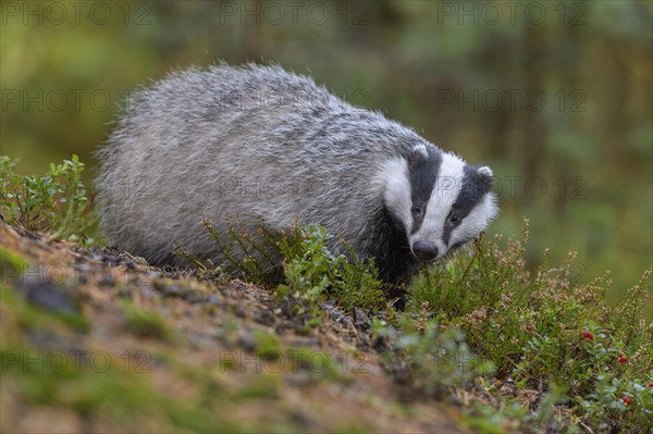 European badger (Meles meles)