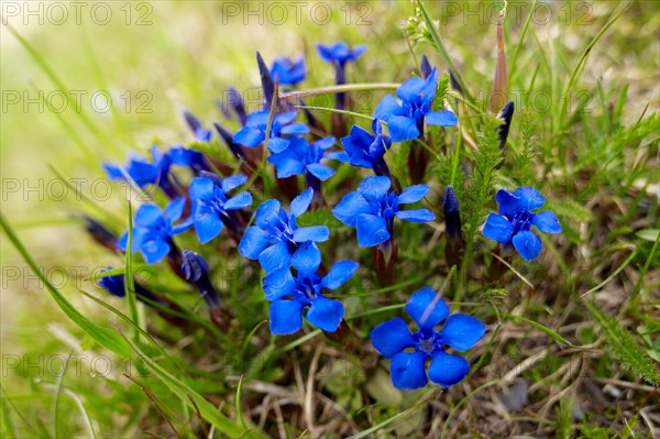 Spring Gentian (Gentiana verna)