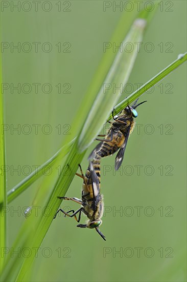 Twin-lobed deerfly (Chrysops relictus)