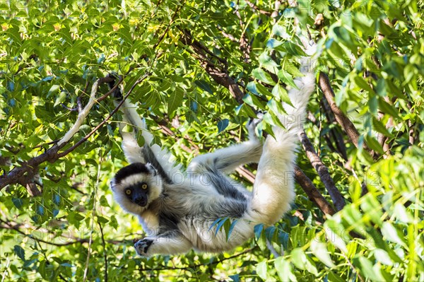 Verreaux's Sifaka (Propithecus verreauxi) in a tree