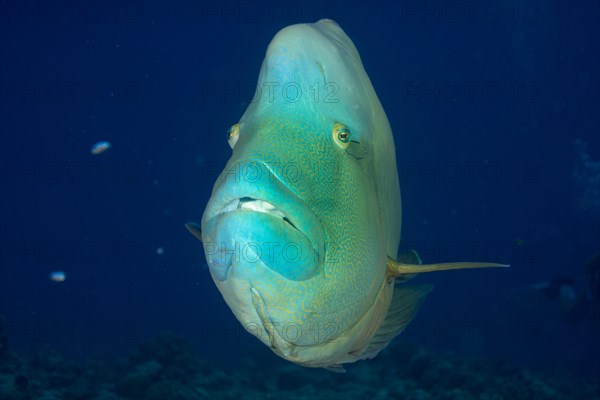 Humphead wrasse (Cheilinus undulatus)