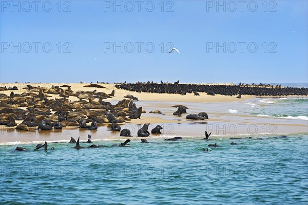 Cape Fur Seals or Brown Fur Seals (Arctocephalus pusillus) and Common Cormorants (Phalacrocorax carbo) on a sand bank near Walvis Bay