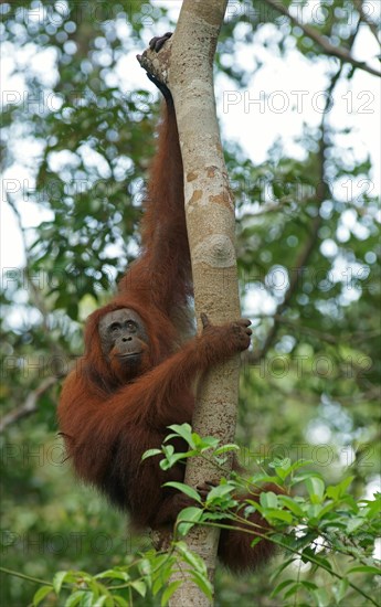 Bornean Orangutan (Pongo pygmaeus)