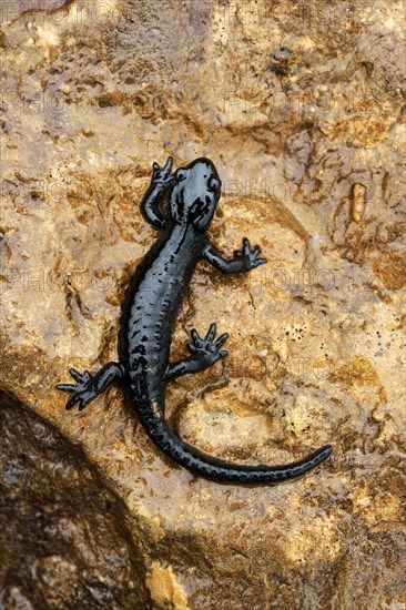 Alpine Salamander (Salamandra atra)