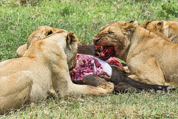 Lions (Panthera leo) feeding on the hunted prey