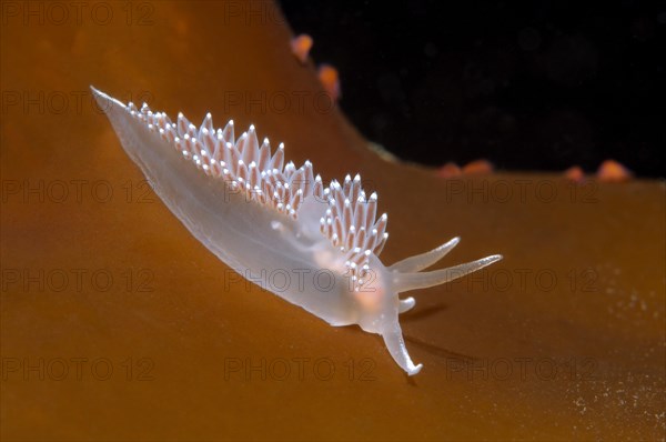 Red-finger Nudibranch (Flabellina verrucosa)