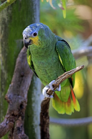 Orange-winged Amazon (Amazona amazonica)