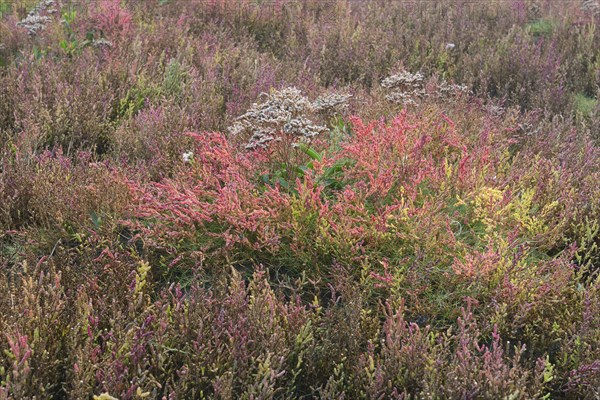 Salt meadow with glasswort (Salicornia europaea) and sea lavender (Limonium vulgare)