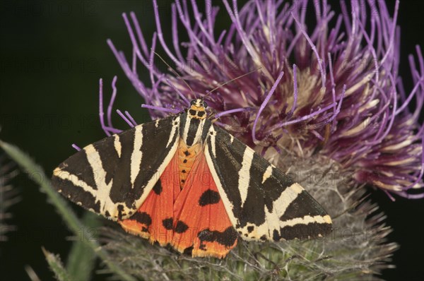 Jersey Tiger (Euplagia quadripunctaria) sucking on Woolly Thistle (Cirsium eriophorum)