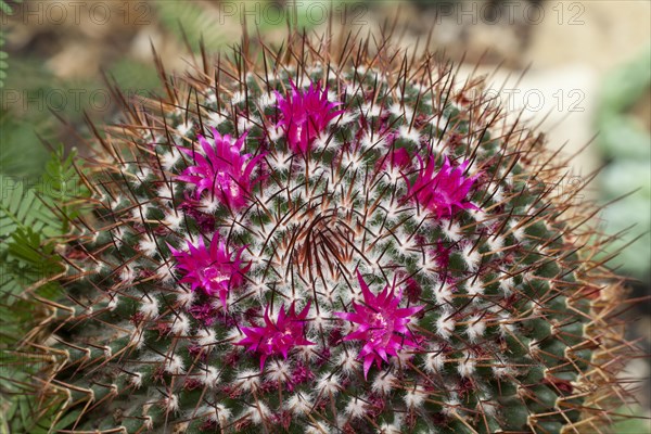 Mammillaria polythele cactus