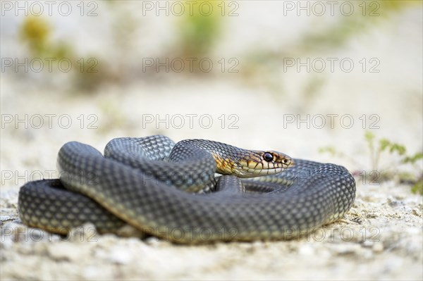 Caspian Whipsnake (Dolichophis caspius)