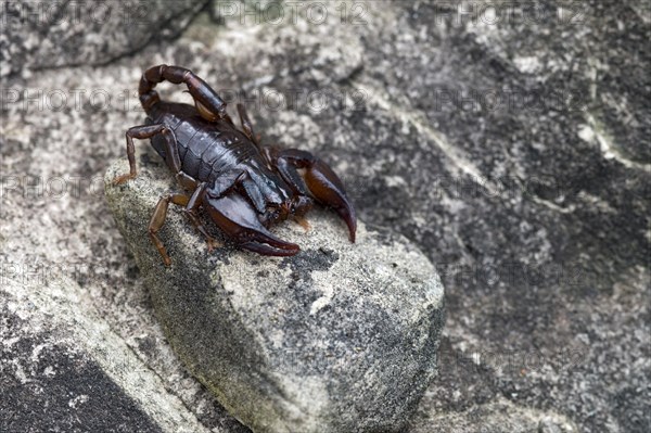 Alpenskorpion (Euscorpius germanus)