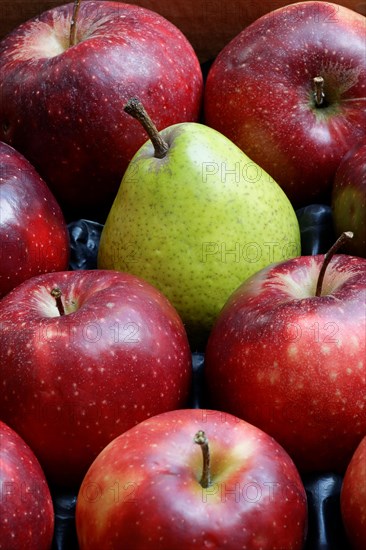 Pear amidst red Jonagored apples