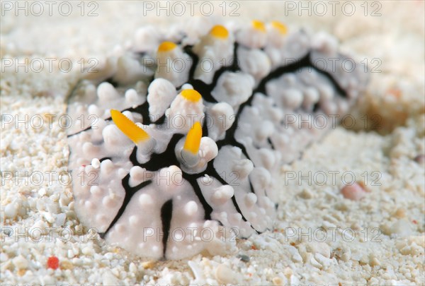 Varicose Wart Slug (Phyllidia varicosa)