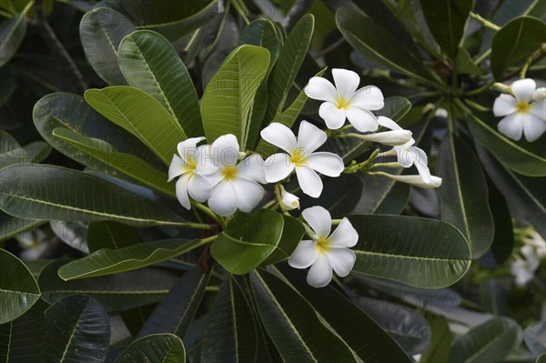 Frangipani flowers (Plumeria sp.)