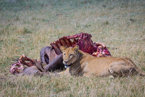 Lioness (Panthera leo) guarding a killed and half-eaten Cape buffalo (Syncerus caffer)