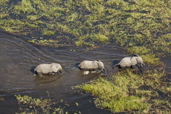 African Elephants (Loxodonta africana)