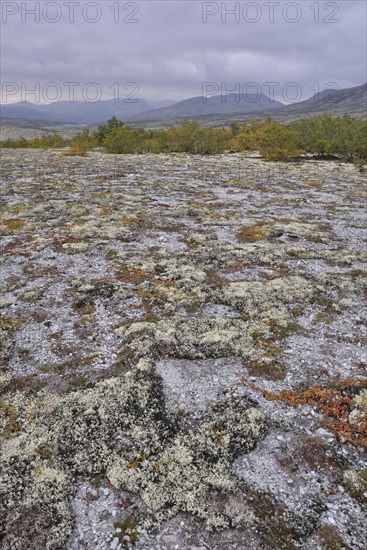 Reindeer Lichen (Cladonia rangiferina)