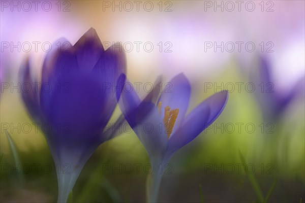 Early Crocus (Crocus tommasinianus)