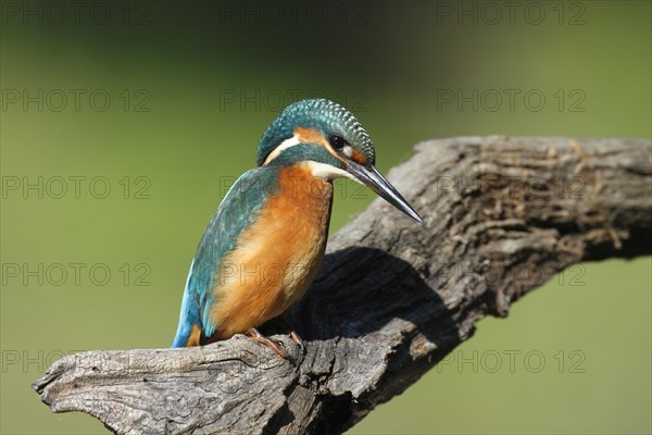 Kingfisher (Alcedo atthis)