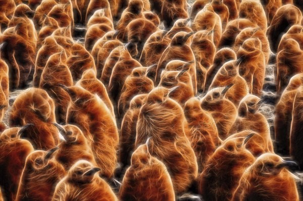 King Penguins (Aptenodytes patagonicus) rookery