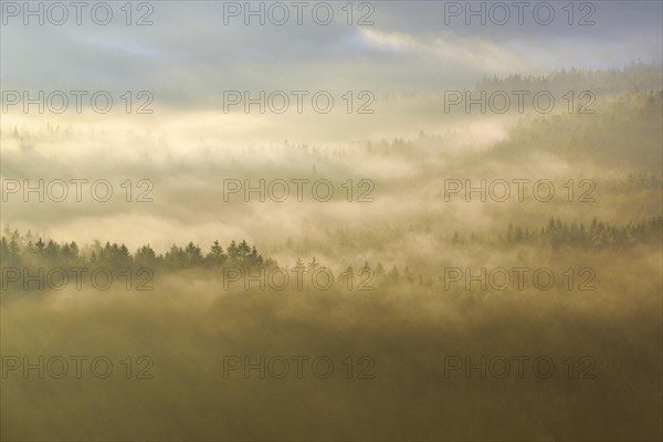 Fog over the treetops in the morning light