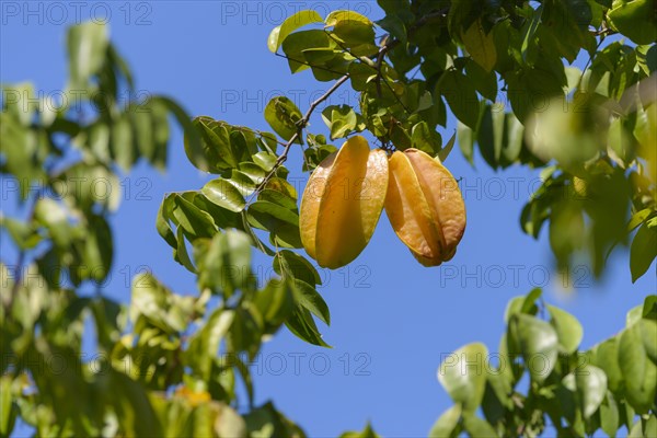 Starfruit or Carambola (Averrhoa carambola)