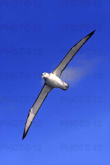 Shy albatross (Thalassarche cauta)