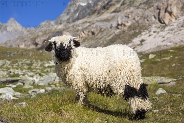 Valais Blacknose Sheep