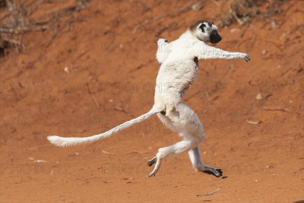 A 'dancing' Verreaux's Sifaka or White Sifaka (Propithecus verreauxi)