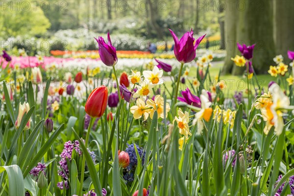 Colorful flowers in a park