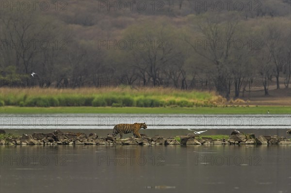 Wild Tiger (Panthera tigris) family
