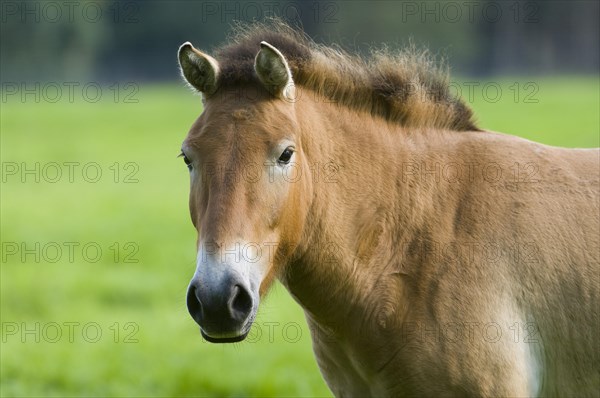 Przewalski's Horse