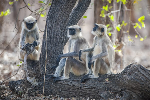 Northern plains gray langur (Semnopithecus entellus)