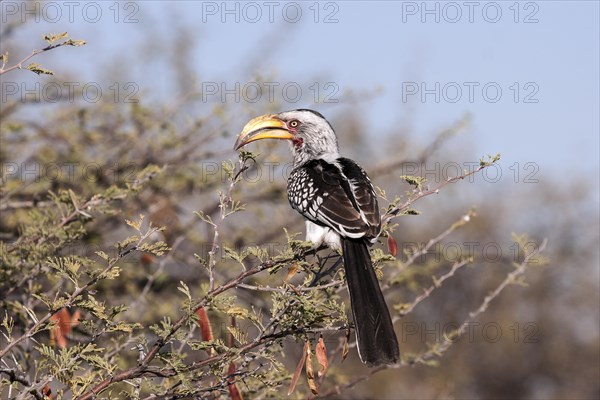 Southern yellow-billed hornbill (Tockus leucomelas) resting on a camel thorn tree