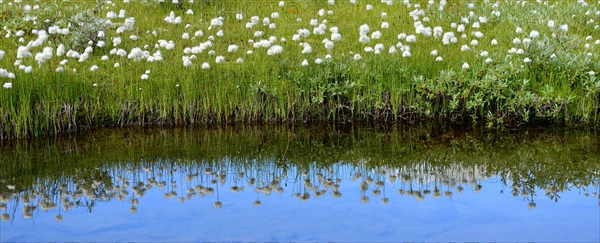 Scheuchzer's cottongrass (Eriophorum scheuchzeri)