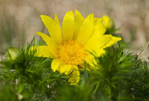 Spring Pheasant's Eye (Adonis vernalis)