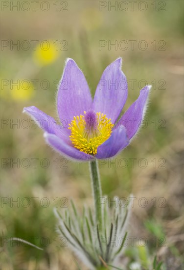 Greater Pasque Flower (Pulsatilla grandis