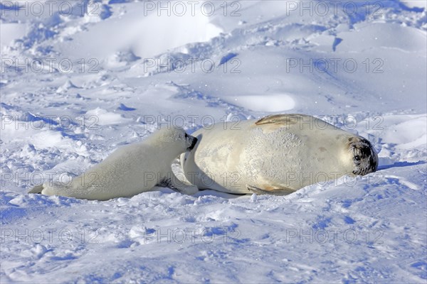 Harp Seals or Saddleback Seals (Pagophilus groenlandicus