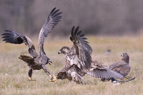 White-tailed Eagles (Haliaeetus albicilla) fighting on an autumn meadow