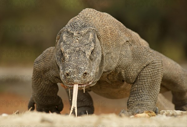 Komodo Dragon (Varanus komodoensis)