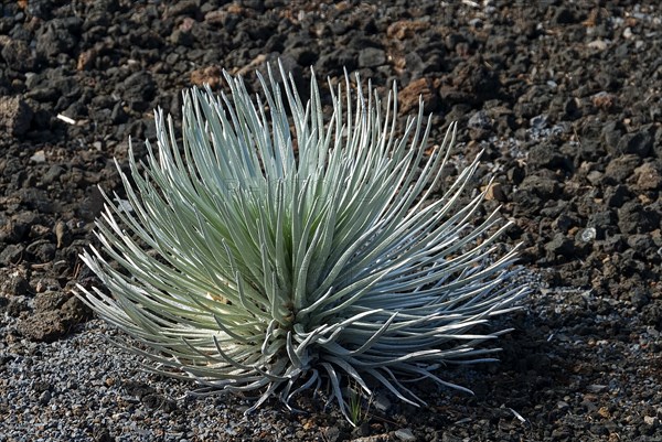 Silversword (Argyroxiphium sandwicense) plant growing in the Haleakala crater