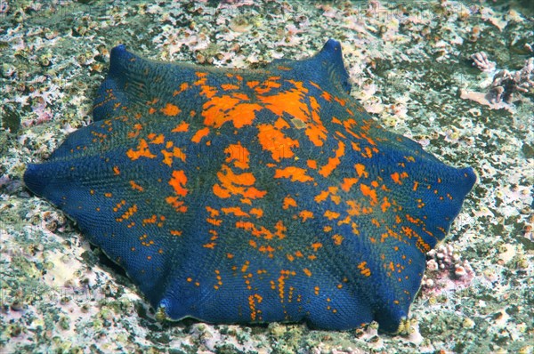 Blue Bat Star (Patiria pectinifera)